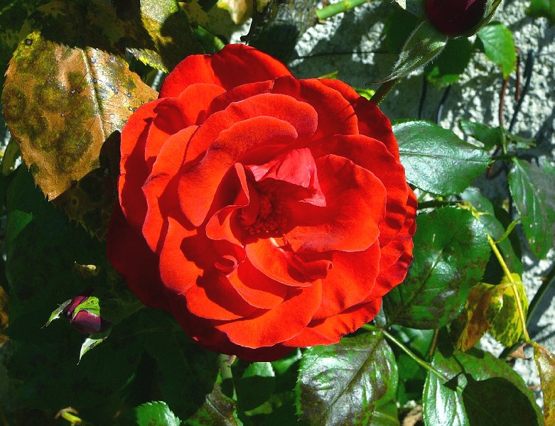 rose rouge.jpg